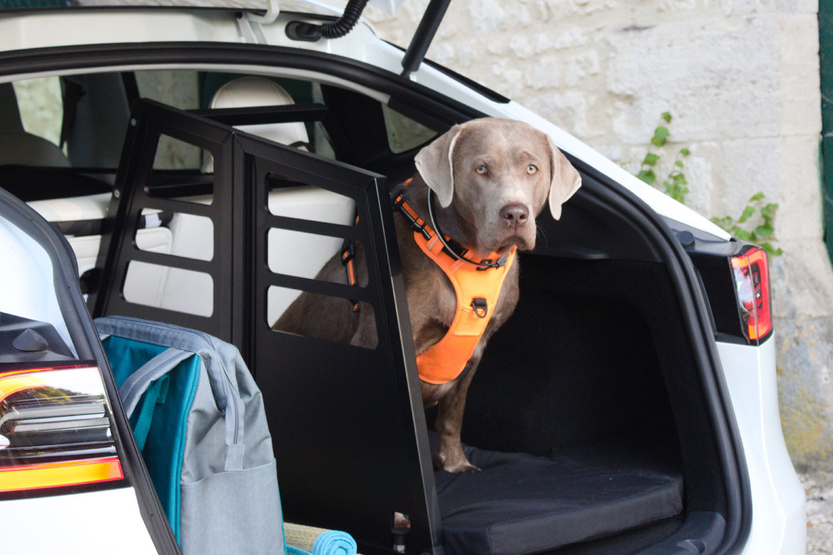 GitterGewitter Hundegitter für das Tesla Model Y